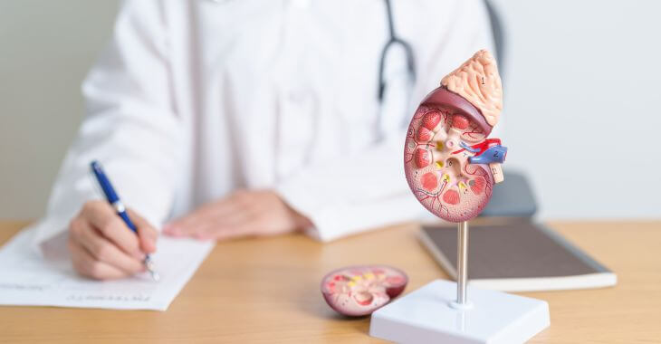 A doctor filling up patient's records at a desk with a model of a kidney on it